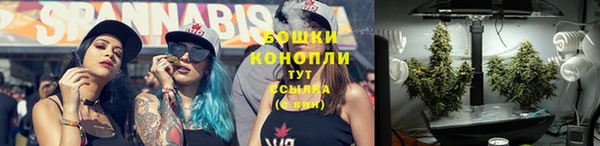 сатива Беломорск